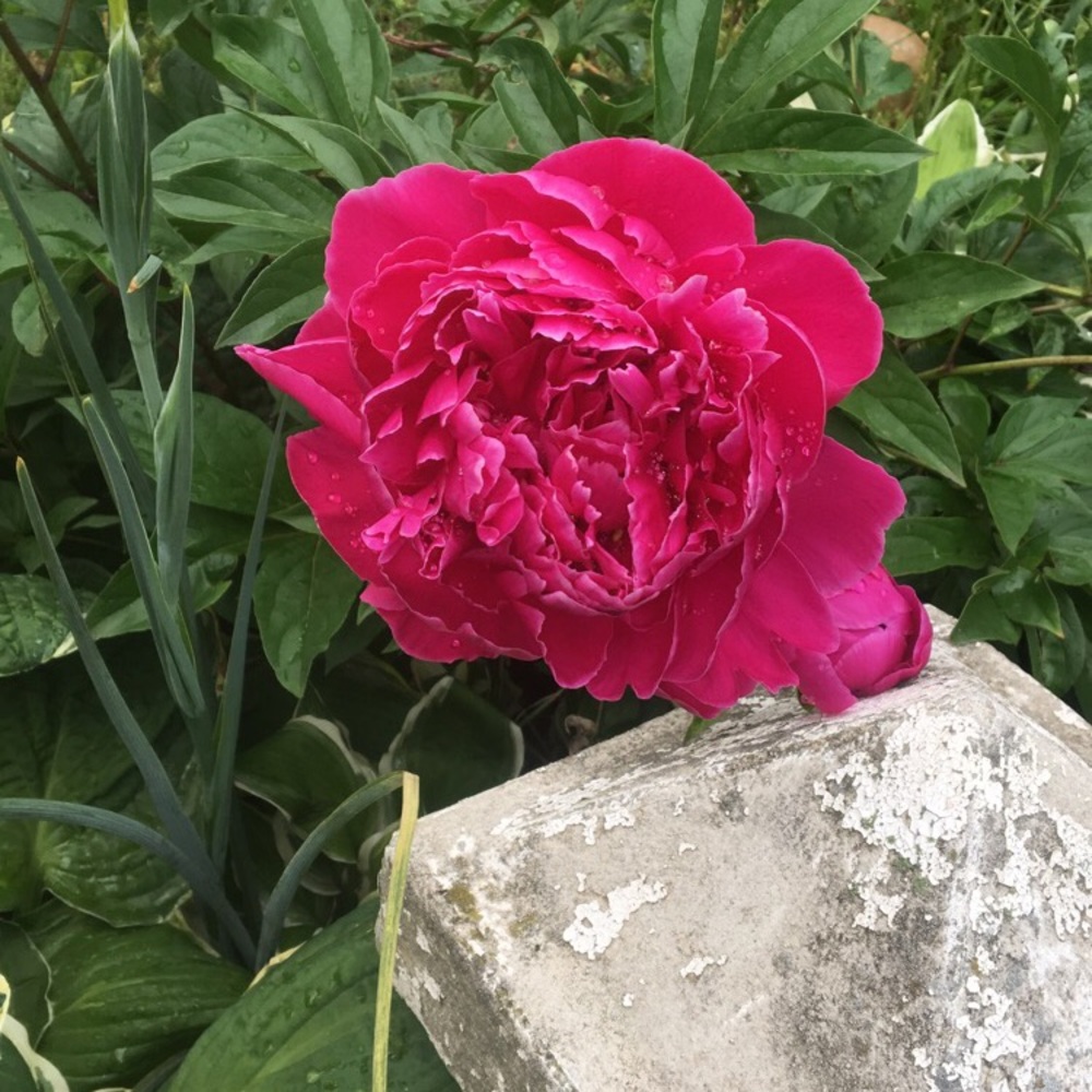 Meet your Posher, Zae